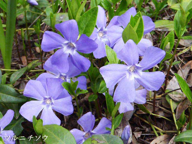 4月に咲く花