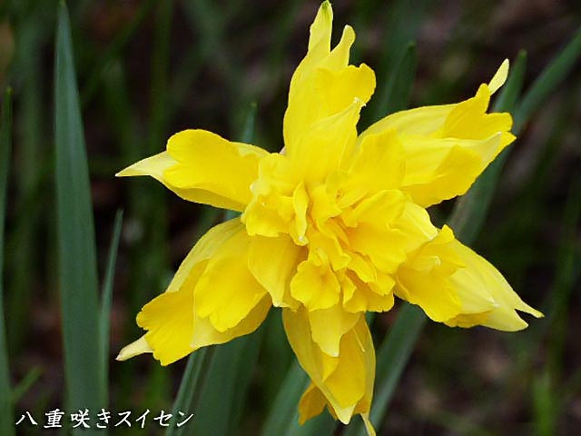 4月に咲く花