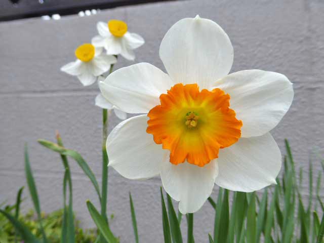 4月に咲く花