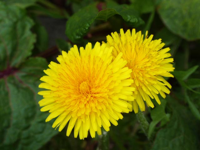 4月に咲く花