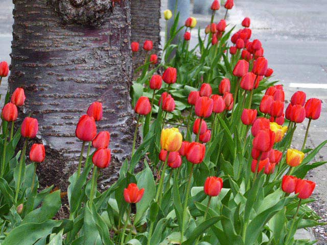 4月に咲く花