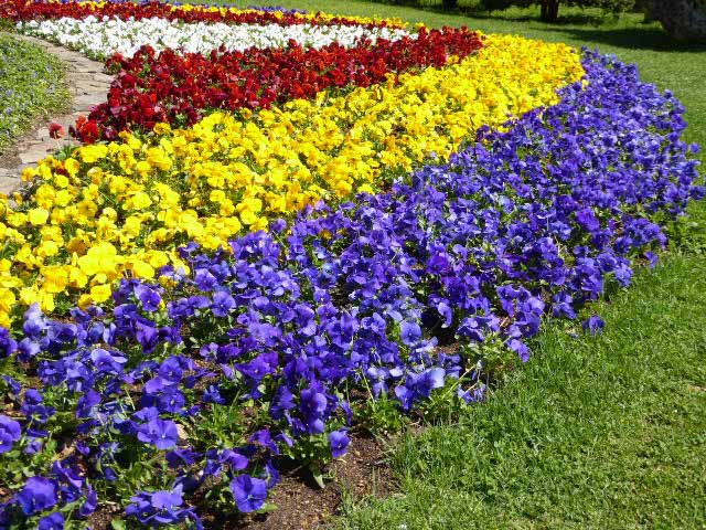 大通公園、花