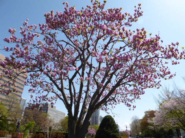 大通公園、花