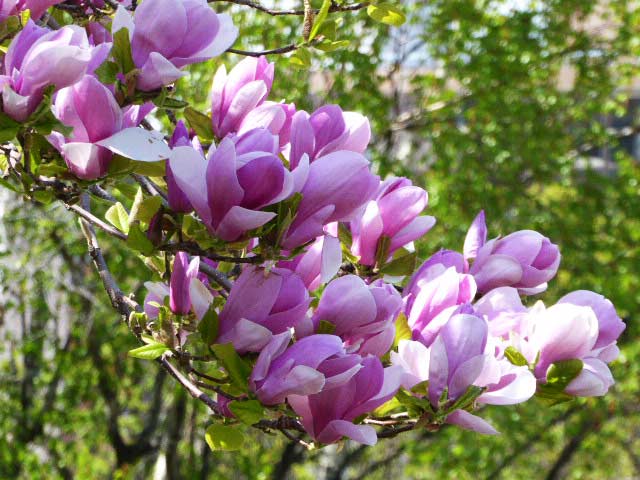 大通公園、花