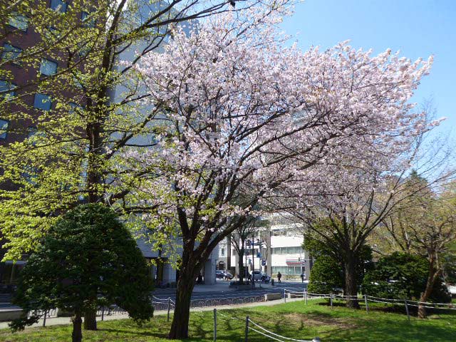 大通公園、花