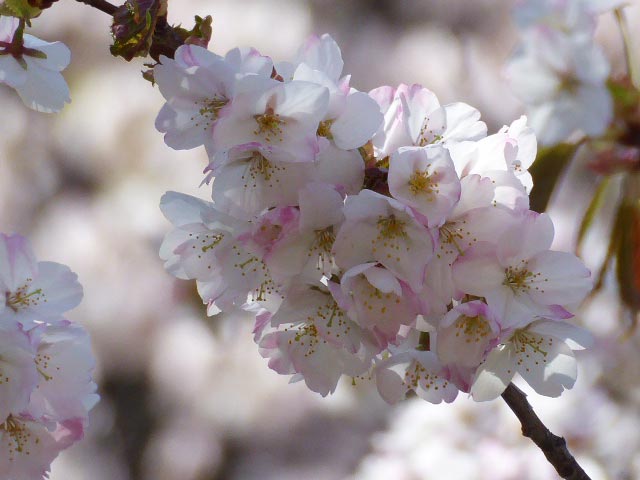 大通公園、花