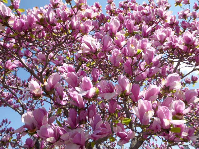 大通公園、花