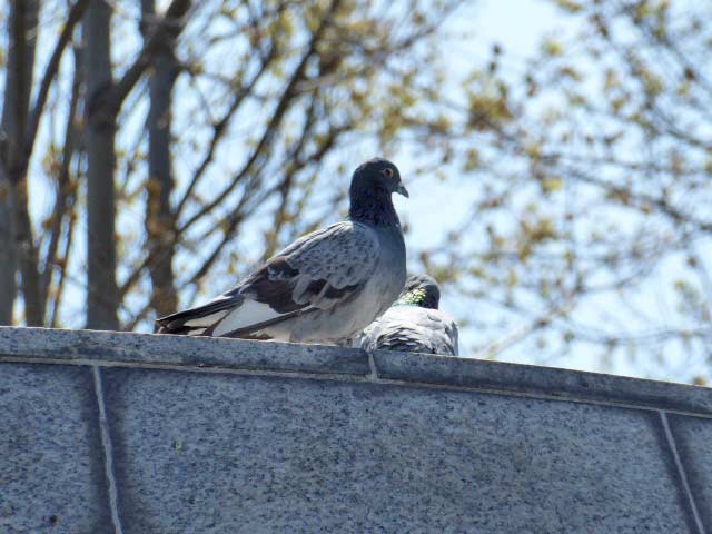 大通公園、花