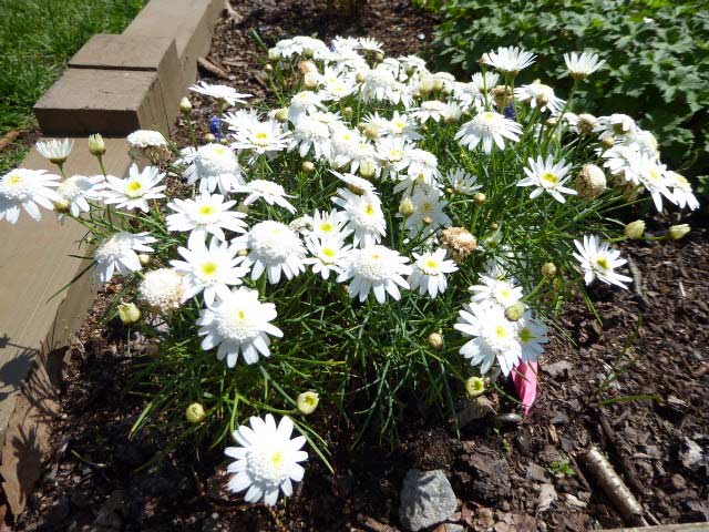 大通公園、花