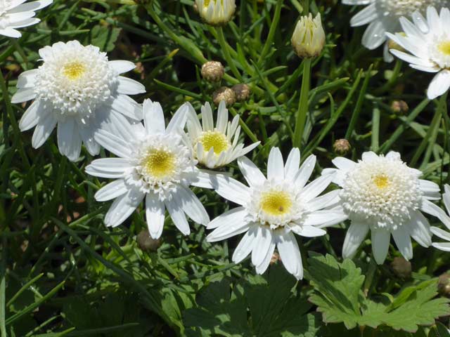 大通公園、花