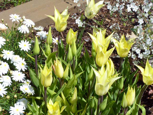 大通公園、花