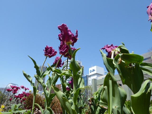 大通公園、花