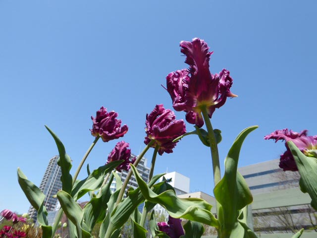 大通公園、花