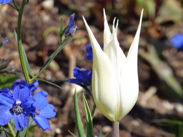 大通公園、花