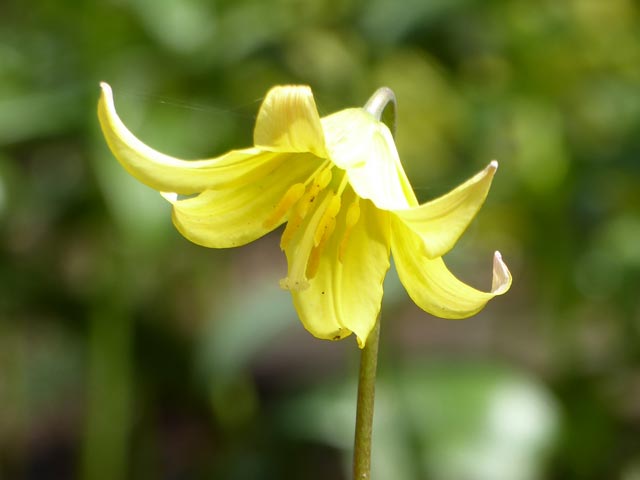 大通公園、花