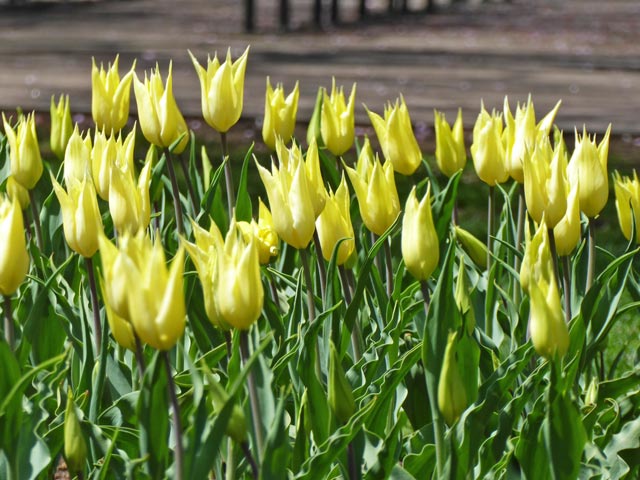 大通公園、花