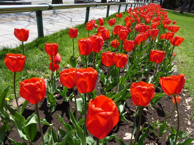 大通公園、花