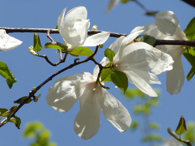 大通公園、花