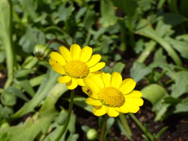 大通公園、花