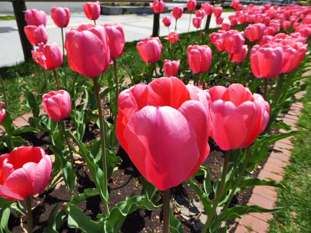 大通公園、花