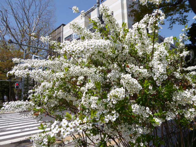 大通公園、花