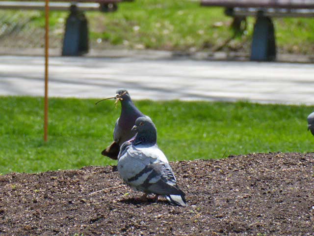 大通公園、花