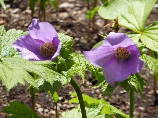 大通公園、花