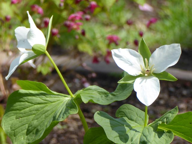 大通公園、花