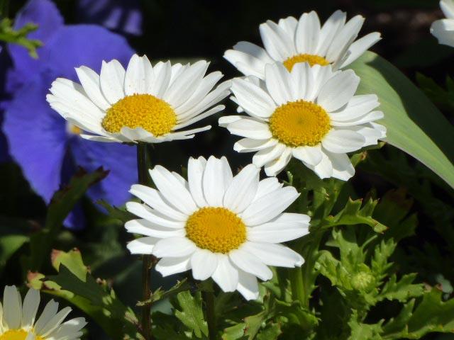 大通公園、花