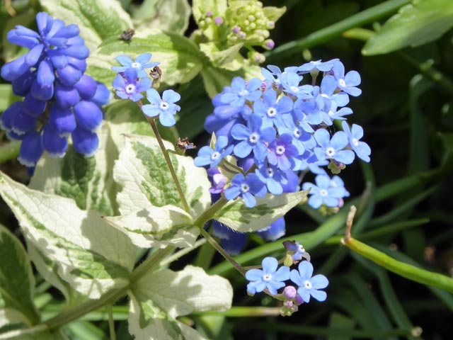 大通公園、花