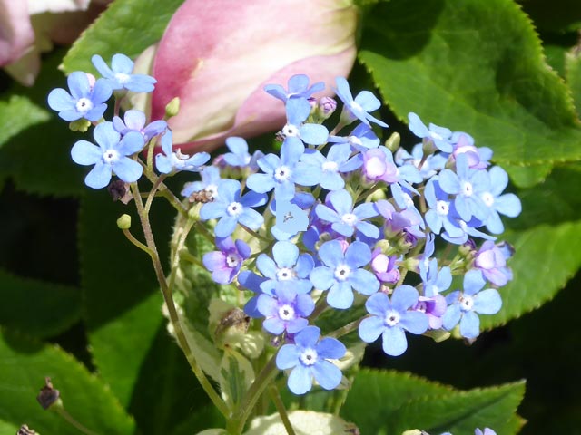 大通公園、花