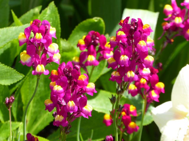 大通公園、花