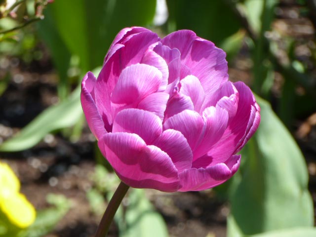 大通公園、花