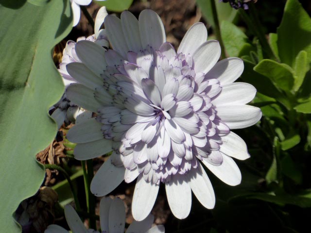 大通公園、花