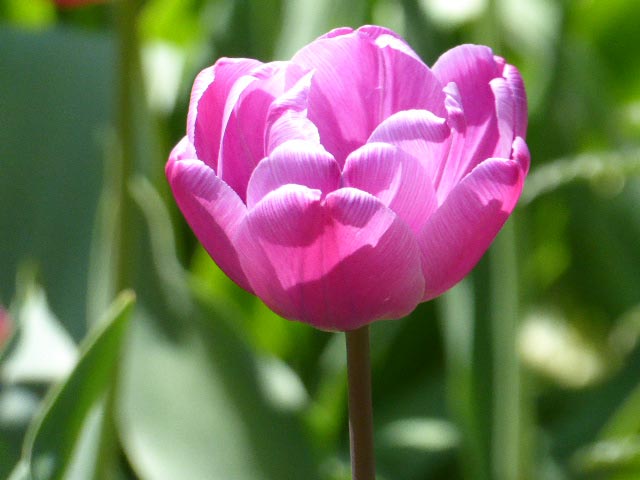 大通公園、花