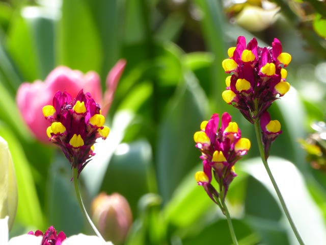 大通公園、花