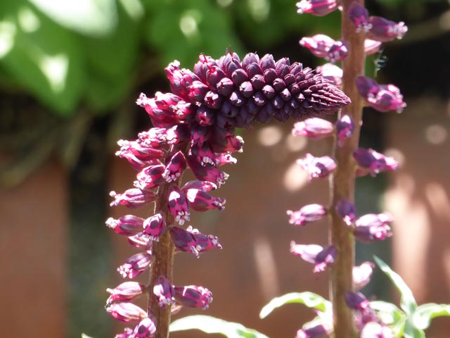 大通公園、花