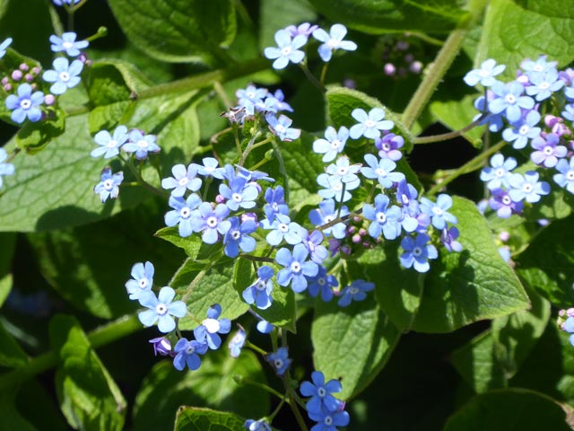 大通公園、花