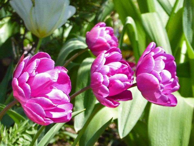 大通公園、花