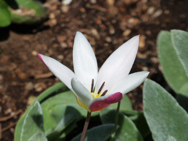 大通公園、花