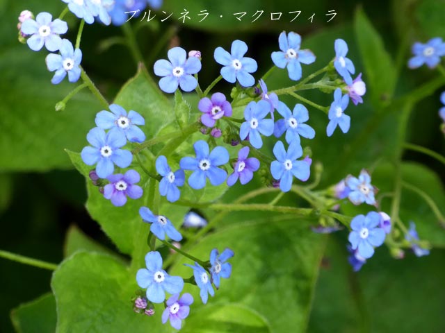 大通公園、花