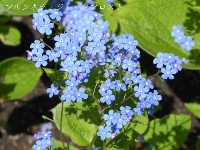 大通公園、花