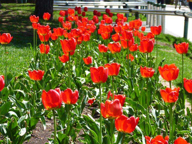 大通公園、花