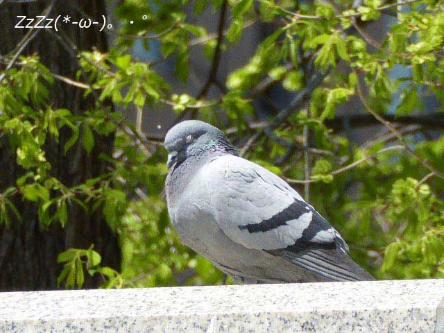 大通公園、花