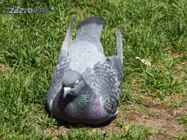 大通公園、花