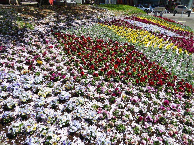 大通公園、花