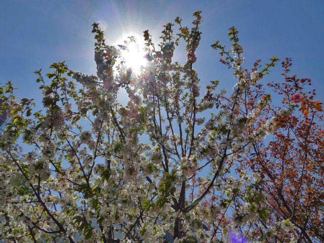 大通公園、花