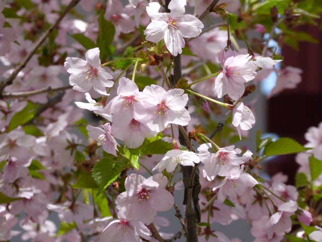 大通公園、花