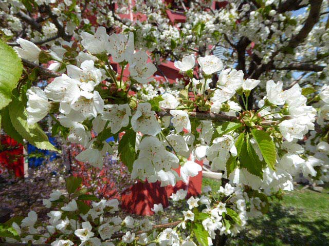 大通公園、花