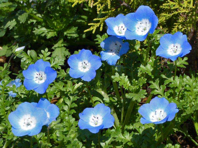 大通公園、花